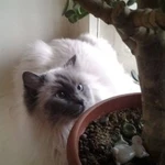 Фото №3 Квартирная передержка кошек