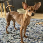 Фото №2 Вязка бесплатно