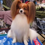 Фото №4 Ярко-рыжий мальчик папийона