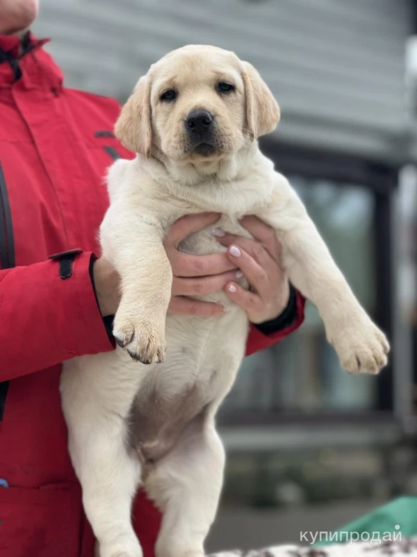 Девочка Лабрадора