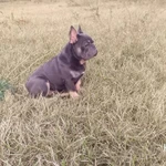 Фото №2 Французский бульдог мальчик