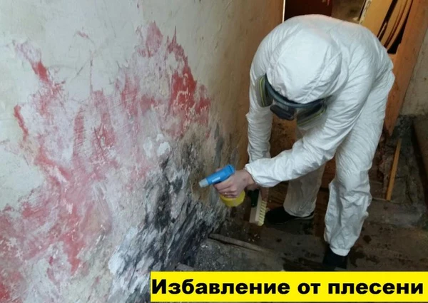 Фото Избавление от плесени. 