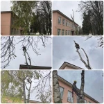 Фото №3 Профессиональный спил деревьев и кустарников