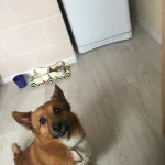 Фото №2 Необходим выгул собаки