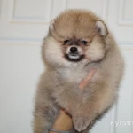 Фото №7 Щенок померанского шпица- мальчик