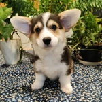 Фото №12 Вельш корги пемброк щенки трёхцветные