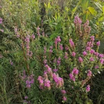 Фото №4 Дербенник иволистный . Цена за 100 грамм. .