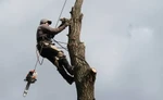 фото Спил деревьев любой сложности.