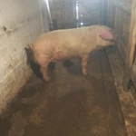 Фото №2 Ландрас на племя