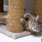 Фото №6 Варя - не кошка, а мечта. В добрые руки