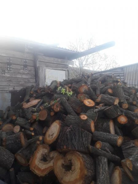 Фото Продам дрова фруктовые и орешины.