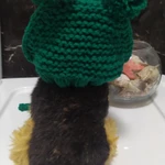 Фото №9 Вязаные шапочки для Ваших любимцев.