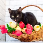 Фото №8 Черный котик Шухер