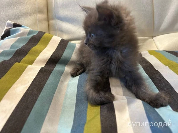 Фото Отдаю котят в добрые заботливые руки