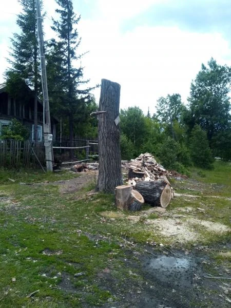 Фото Дрова