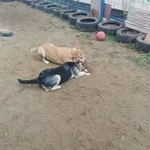 Фото №14 Kindergarten_for_dogs 