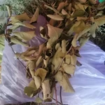 Фото №3 Веточки вишни с листьями.