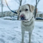Фото №7 Передержка животных (зоогостиница), котоняня