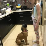 Индивидуальное обучение  собак с выездом на дом