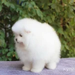 Фото №3 Померанский шпиц