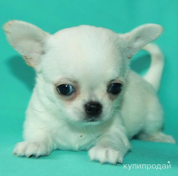 Фото чихуахуа белая ГШ девочка шоу