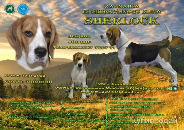 Фото Кобель для вязки