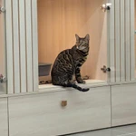 Фото №5 Гостиница для кошек в САО Москвы