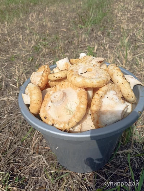 Фото Груздь