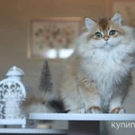 Фото №2 Британский мальчик Юкка