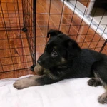 Фото №3 Черные овчарята