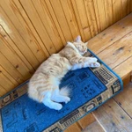 Фото №4 Кошечка Алиса в добрые руки