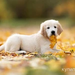 Фото №3 Продам щенков голден ретривера