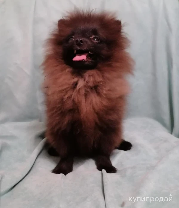 Фото Девочка и мальчик померанского шпица