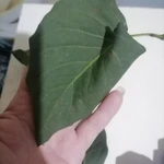 Фото №2 Листья сирени. Цена за 100 грамм.