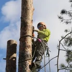 Вырубка, удаление, спил, обрезка деревьев