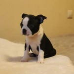 Фото №4 Бостон терьер щеночки