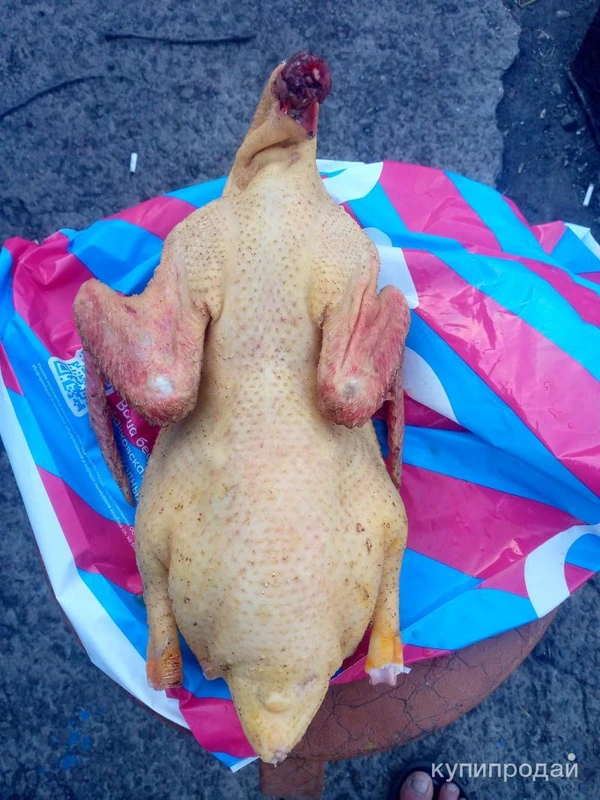 Фото Мясо уток домашние