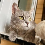 Фото №8 Молоденькая кошечка Клео в добрые руки