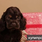 Фото №4 Американский кокер спаниель