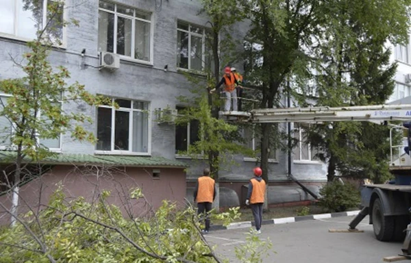 Фото Кронирование и спил аварийных деревьев