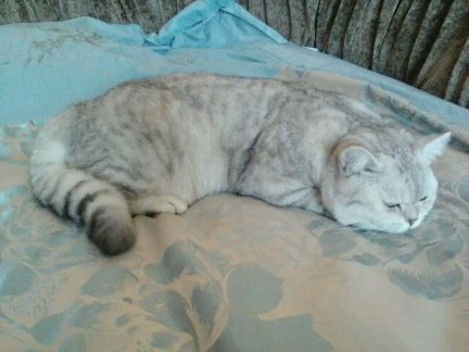Фото Котик для ваших дам)
