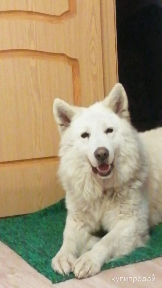 Фото Щеночки Белой Швейцарской Овчарки