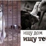 Фото №2 Ищем хозяина