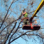 Любые услуги по спилу деревьев, вывоз