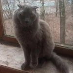 Фото №6 Нибелунг вислоушка