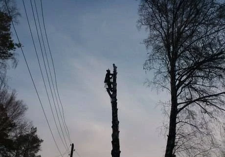 Фото Спил, снос, удаление деревьев