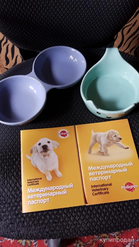 Фото Паспорт для собак новый