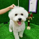 Фото №7 ZooStil Groom