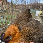 Фото №4 ия лакеданзи. Доставка