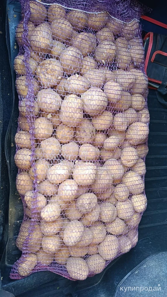 Фото Продам картофель